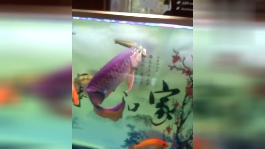 金龍魚總在魚缸角落里亂竄，金龍魚在魚缸角落里亂竄可能由多種因素引起，飼養者應注意