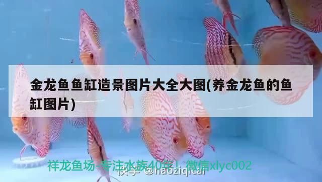 金龍魚魚缸背景圖，金龍魚餌料選擇指南，金龍魚觀賞價值提升方法