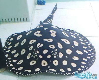 黑白皇冠魟魚繁殖缸：準備繁殖黑白皇冠魟魚繁殖缸需要考慮哪些因素需要考慮