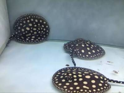 黑白皇冠魟魚繁殖缸：準備繁殖黑白皇冠魟魚繁殖缸需要考慮哪些因素需要考慮 黑白皇冠魟魚繁殖缸：準備繁殖黑白皇冠魟魚繁殖缸需要考慮哪些因素需要考慮 魟魚百科 第4張