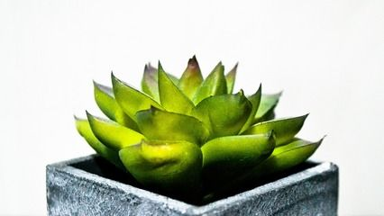 四紋虎魚缸過濾系統(tǒng)選擇，選擇合適的魚缸過濾系統(tǒng)
