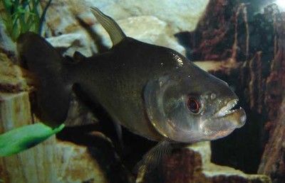 虎魚疾病預防措施，如何預防虎魚疾病 虎魚疾病預防措施，如何預防虎魚疾病 虎魚百科 第3張