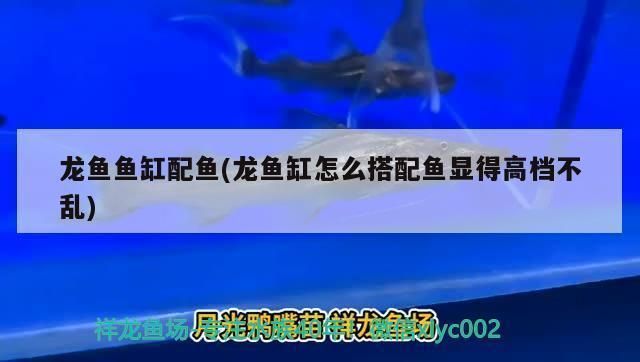 龍魚缸怎么搭配魚顯得高檔不亂，如何打造一個既高檔又有序的龍魚缸景觀 龍魚缸怎么搭配魚顯得高檔不亂，如何打造一個既高檔又有序的龍魚缸景觀 虎魚百科 第3張