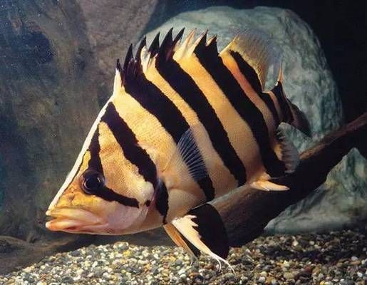 三紋虎魚混養注意事項,三紋虎魚混養水草選擇,三紋虎魚混養水草控制 虎魚百科 第6張 三紋虎魚混養注意事項,三紋虎魚混養水草選擇,三紋虎魚混養水草控制 三紋虎魚混養注意事項,三紋虎魚混養水草選擇,三紋虎魚混養水草控制 虎魚百科 第6張