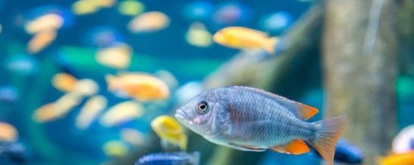 熱帶魚水溫調控的最佳實踐，熱帶魚的水溫調控是確保健康生長的關鍵因素之一 熱帶魚水溫調控的最佳實踐，熱帶魚的水溫調控是確保健康生長的關鍵因素之一 虎魚百科 第5張