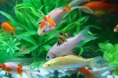 熱帶魚水溫調控的最佳實踐，熱帶魚的水溫調控是確保健康生長的關鍵因素之一 熱帶魚水溫調控的最佳實踐，熱帶魚的水溫調控是確保健康生長的關鍵因素之一 虎魚百科 第6張