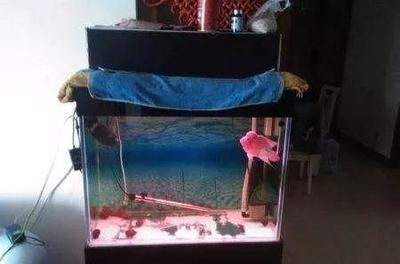 龍魚魚缸溫度多少合適冬天，冬季飼養龍魚的魚缸溫度應保持在24-28℃,24-[需手動填充] 龍魚魚缸溫度多少合適冬天，冬季飼養龍魚的魚缸溫度應保持在24-28℃,24-[需手動填充] 魚缸百科 第6張