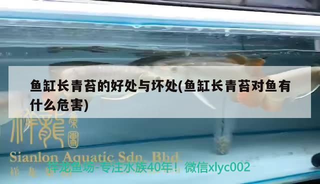 金龍魚魚缸長青苔好嗎，金龍魚魚缸中長青苔對水質和觀賞效果均有負面影響