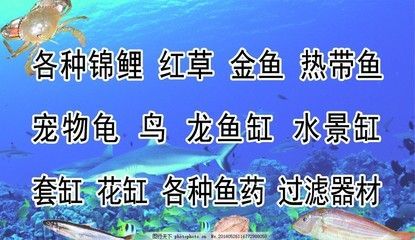 龍魚缸過濾器材怎么放進去，關于龍魚缸過濾器材擺放的建議