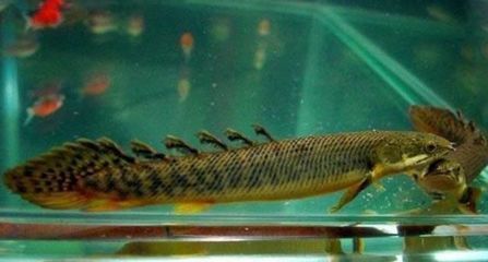 恐龍王魚混養注意事項，恐龍王魚混養時需要注意以下幾點：確保魚缸的水質適宜