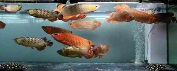 恐龍王魚混養注意事項，恐龍王魚混養時需要注意以下幾點：確保魚缸的水質適宜