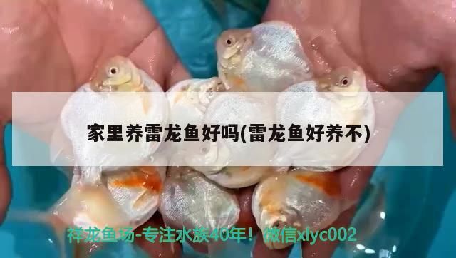 錦鯉魚缸水發白霧蒙蒙的怎么辦呀（錦鯉缸水發白怎么回事）