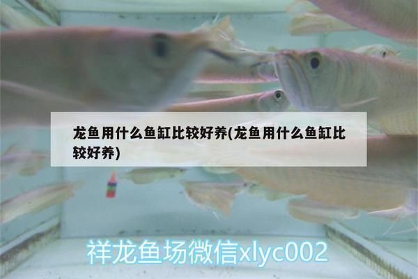 龍魚用什么魚缸比較好養活，如何選擇一個適合龍魚的魚缸