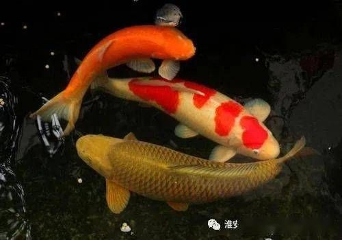 龍魚撞缸死了什么原因造成的：探秘龍魚撞缸之殤，多維度解析背后原因