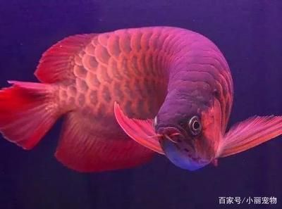 龍魚背景用什么顏色好看 龍魚背景用什么顏色好看 龍魚百科 第1張