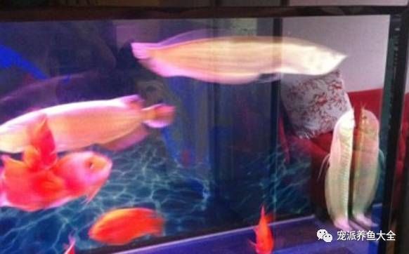 龍魚在魚缸里立著是什么原因，龍魚在魚缸里立著可能由多種因素引起龍魚水質問題