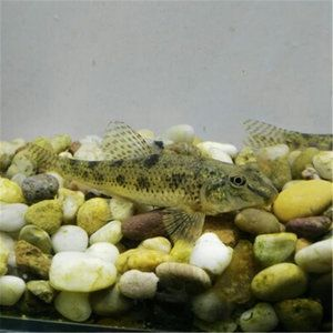 魟魚養(yǎng)一只養(yǎng)公的還是母的：魟魚養(yǎng)一只養(yǎng)公的還是母的，養(yǎng)一只養(yǎng)公的還是母的