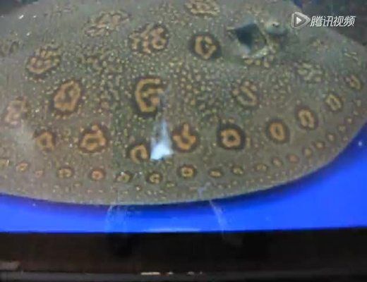 魟魚(yú)繁殖過(guò)程圖解說(shuō)明文怎么寫：魟魚(yú)繁殖過(guò)程圖解說(shuō)明文怎么寫[需手動(dòng)填充]魚(yú)繁殖過(guò)程圖解說(shuō)明