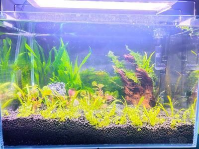 四紋虎混養水族箱過濾系統設計，四紋虎混養水族箱過濾系統 四紋虎混養水族箱過濾系統設計，四紋虎混養水族箱過濾系統 虎魚百科 第6張