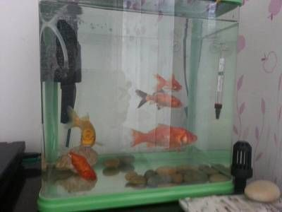 四紋虎混養水族箱過濾系統設計，四紋虎混養水族箱過濾系統 四紋虎混養水族箱過濾系統設計，四紋虎混養水族箱過濾系統 虎魚百科 第5張