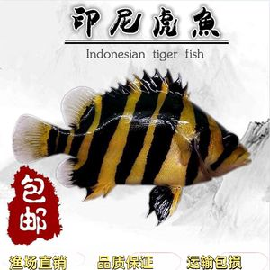 印尼三紋虎雜文形成原因，印尼三紋虎雜文的形成原因