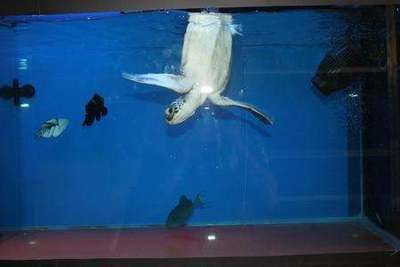 雙線側魚混養注意事項，雙線側魚與龍魚混養需要注意的事項，雙線側魚混養空間要求