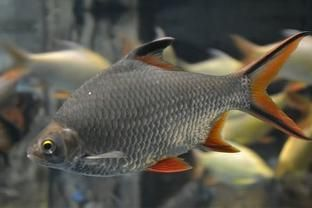 雙線側魚混養注意事項，雙線側魚與龍魚混養需要注意的事項，雙線側魚混養空間要求