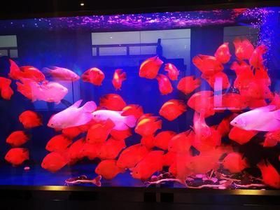 雙線側魚混養注意事項，雙線側魚與龍魚混養需要注意的事項，雙線側魚混養空間要求
