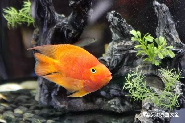 印尼小紅龍魚價格表大全圖片及價格視頻：印尼小紅龍魚價格全解析，品種、品相與市場行情