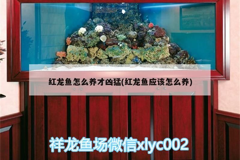 龍魚圖片壁紙可愛動漫（ 龍魚圖片 頭像） 龍魚圖片壁紙可愛動漫（ 龍魚圖片 頭像） 魚缸百科 第2張
