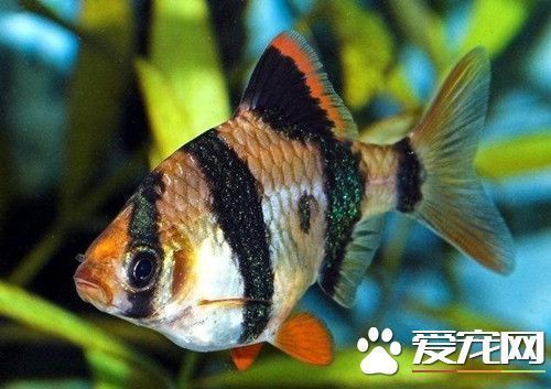 四紋虎魚繁殖水質(zhì)管理技巧，四紋虎魚繁殖期水質(zhì)管理技巧 四紋虎魚繁殖水質(zhì)管理技巧，四紋虎魚繁殖期水質(zhì)管理技巧 虎魚百科 第1張