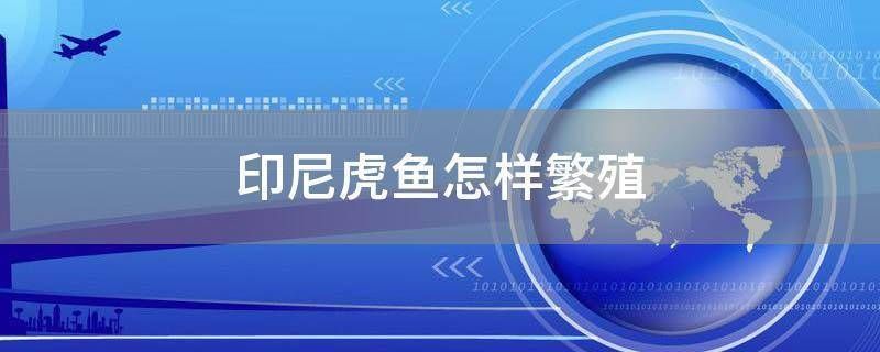 四紋虎魚繁殖水質(zhì)管理技巧，四紋虎魚繁殖期水質(zhì)管理技巧 四紋虎魚繁殖水質(zhì)管理技巧，四紋虎魚繁殖期水質(zhì)管理技巧 虎魚百科 第5張