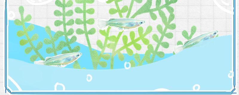 泰國虎魚與申古三間魚混養(yǎng)案例，泰國虎魚與申古三間魚混養(yǎng)
