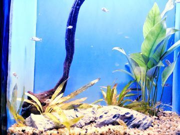 金龍魚需要什么顏色的背景缸養：金龍魚背景缸顏色選擇詳細信息