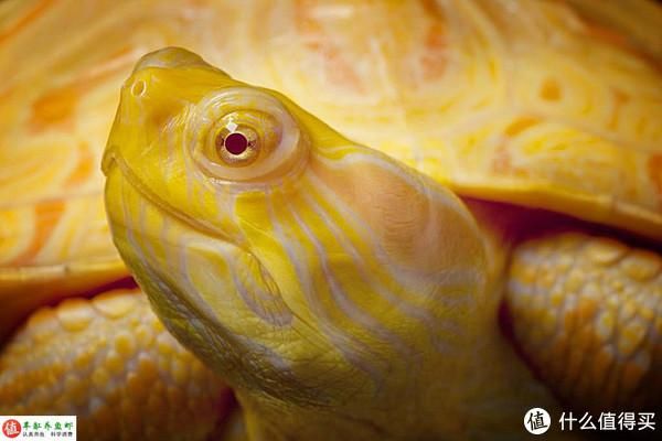 龍魚一般能長多大呢：探秘龍魚生長之奧秘，體長尺寸大揭秘