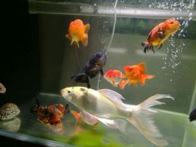 如何選擇混養觀賞魚種類，混養觀賞魚種類的選擇 如何選擇混養觀賞魚種類，混養觀賞魚種類的選擇 虎魚百科 第5張