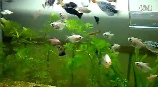如何選擇混養觀賞魚種類，混養觀賞魚種類的選擇 如何選擇混養觀賞魚種類，混養觀賞魚種類的選擇 虎魚百科 第6張