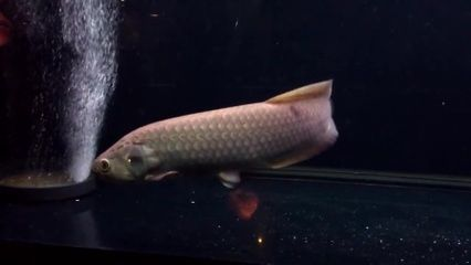 魟魚生長速度圖解：如何提供[需手動填充]魚生長速度圖解