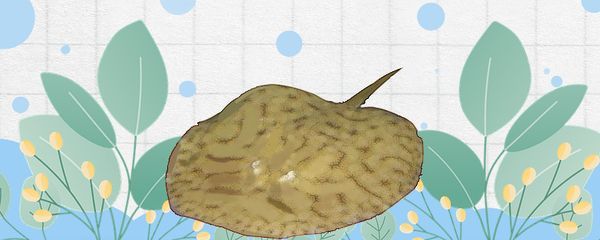 魟魚生長速度圖解：如何提供[需手動填充]魚生長速度圖解