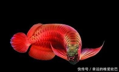 龍魚的形狀像 龍魚百科 第1張 龍魚的形狀像 龍魚的形狀像 龍魚百科 第1張