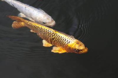 龍魚養一年能長多大啊圖片：龍魚養一年的生長奧秘，探秘其生長尺寸與影響因素