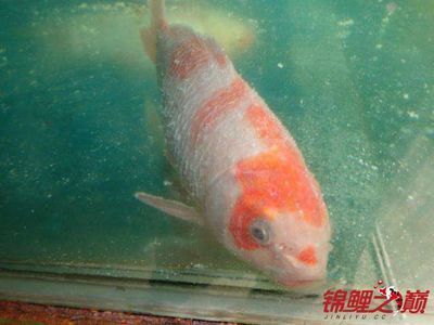 龍魚不好看那么多人養可以嗎