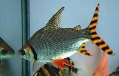 虎魚會咬魟魚嗎：虎魚會咬其他魚類嗎？