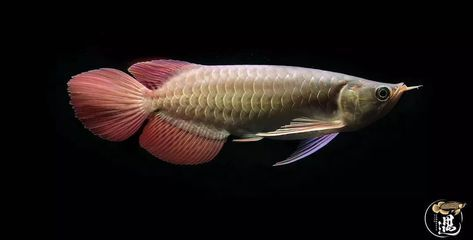 龍魚缸的最佳尺寸水位是多少，飼養龍魚時