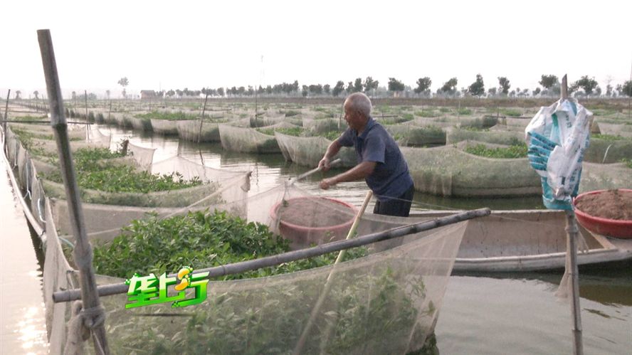 龍魚如何養活最好：龍魚養護全攻略，開啟水族箱中的貴族養成之旅