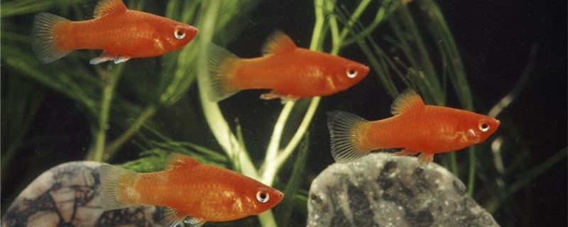 一條魚會繁殖嗎觀賞魚怎么繁殖