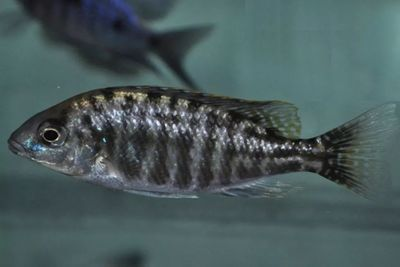 蘇虎魚飼料染色的危害，蘇虎魚飼料染色可能帶來哪些危害？