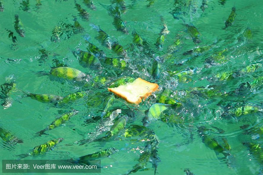 魟魚水面游怎么回事：魟魚水面游可能有多種原因，