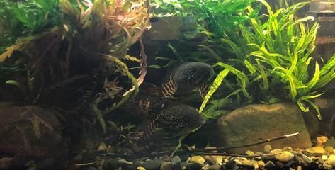 和龍魚一起養的熱帶魚