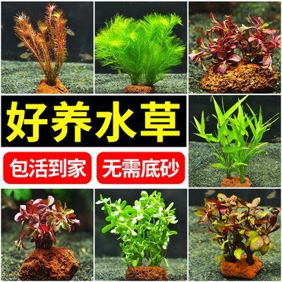 蘇虎魚(yú)缸水草選擇指南，如何選擇適合蘇虎魚(yú)缸且易于養(yǎng)護(hù)的水草